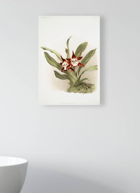 Zygopetalum burtii from Reichenbachia Orchids 1888-1894 illustrated by Frederick Sander 1847-1920.  by IStockHistory com