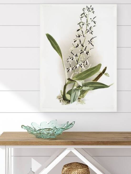 Epidendrum prismatocarpum from Reichenbachia Orchids 1888-1894 illustrated by Frederick Sander 1847-1920.  by IStockHistory com