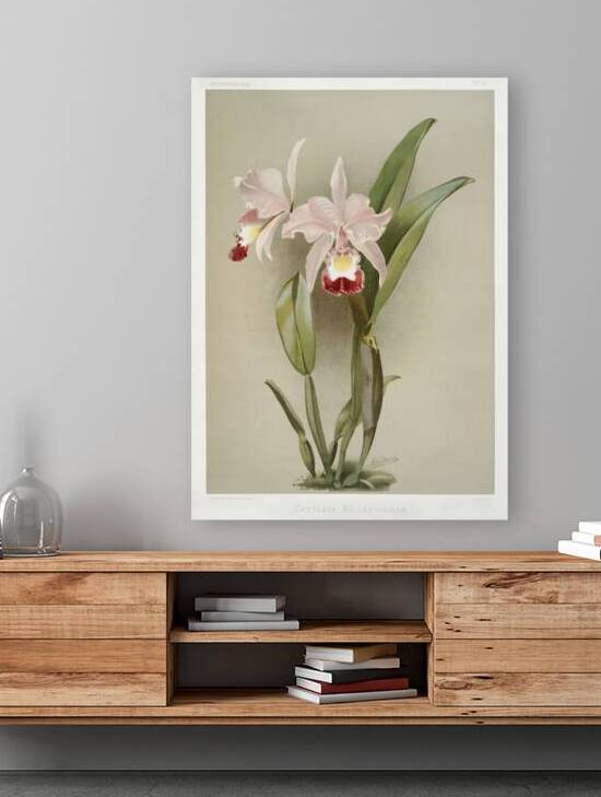 Cattleya victoria regina from Reichenbachia Orchids 1888-1894 illustrated by Frederick Sander 1847-1920.  by IStockHistory com