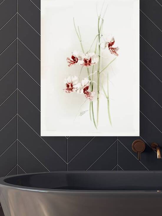 Vanda hookeriana from Reichenbachia Orchids 1888-1894 illustrated by Frederick Sander 1847-1920.  by IStockHistory com