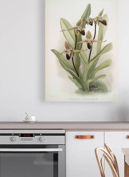 Cypripedium rothschildianum from Reichenbachia Orchids 1888-1894 illustrated by Frederick Sander 1847-1920.  by IStockHistory com