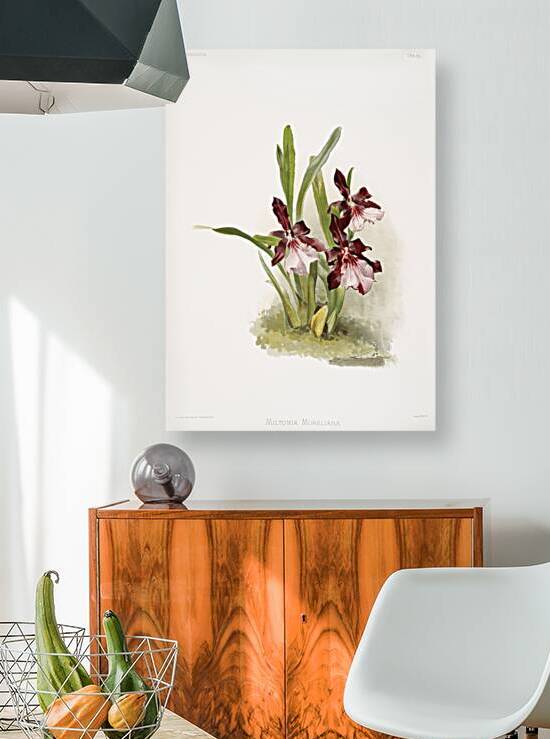 Miltonia moreliana from Reichenbachia Orchids 1888-1894 illustrated by Frederick Sander 1847-1920.  by IStockHistory com