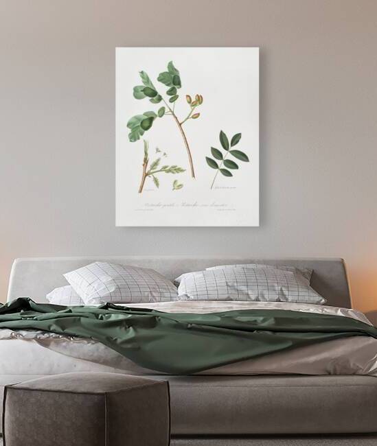 Pistachio Pistacia vera from Pomona Italiana 1817 - 1839 by Giorgio Gallesio 1772-1839.  by IStockHistory com