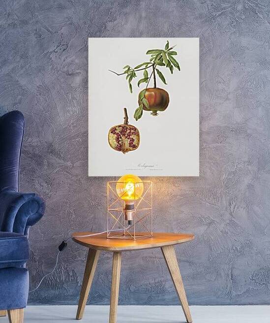 Pomegranate Punica granatum from Pomona Italiana 1817 - 1839 by Giorgio Gallesio 1772-1839.  by IStockHistory com