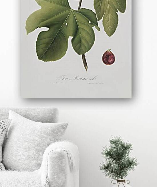 Briansole figs Ficus carica sativa from Pomona Italiana 1817 - 1839 by Giorgio Gallesio 1772-1839.  by IStockHistory com