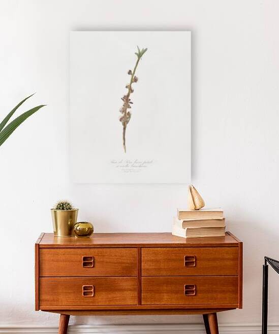 Peach flower Prunus persica from Pomona Italiana 1817 - 1839 by Giorgio Gallesio 1772-1839.  by IStockHistory com