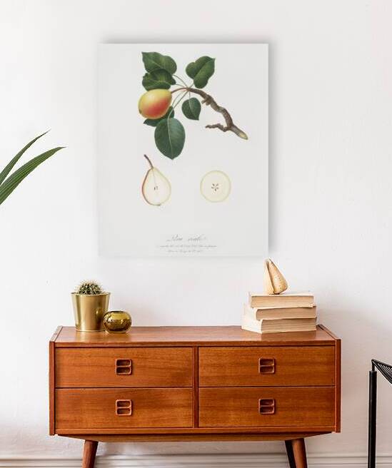 Pear Pyrus regalis from Pomona Italiana 1817 - 1839 by Giorgio Gallesio 1772-1839.  by IStockHistory com