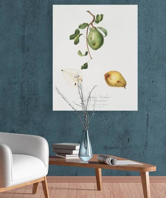 Jujube Fiorazione del Giuggiolo from Pomona Italiana 1817 - 1839 by Giorgio Gallesio 1772-1839.  by IStockHistory com