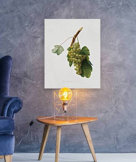 Grape vine Vitis vinifera Niciensis from Pomona Italiana 1817 - 1839 by Giorgio Gallesio 1772-1839.  by IStockHistory com