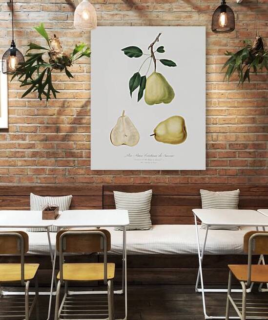 Pear Pyrus communis from Pomona Italiana 1817 - 1839 by Giorgio Gallesio 1772-1839.  by IStockHistory com