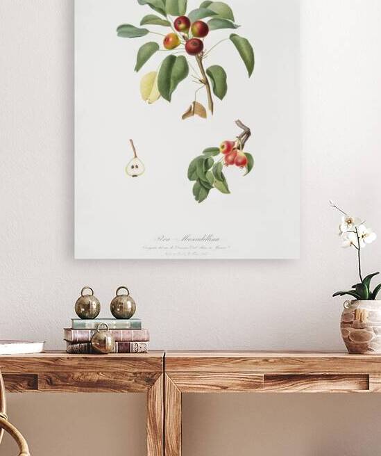 Musky pear Pyrus sativa from Pomona Italiana 1817 - 1839 by Giorgio Gallesio 1772-1839.  by IStockHistory com