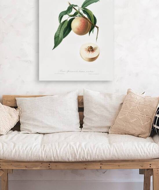 Peach Persica julodermis from Pomona Italiana 1817 - 1839 by Giorgio Gallesio 1772-1839.  by IStockHistory com