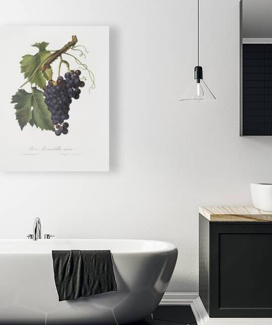 Black grape Vitis vinifera from Pomona Italiana 1817 - 1839 by Giorgio Gallesio 1772-1839.  by IStockHistory com