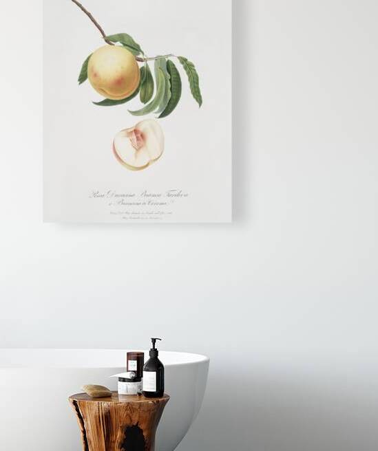 Duracina peach Persivca Iulodermis from Pomona Italiana 1817 - 1839 by Giorgio Gallesio 1772-1839.  by IStockHistory com