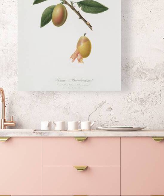 Armenian plum Prunus armeniaca from Pomona Italiana 1817 - 1839 by Giorgio Gallesio 1772-1839.  by IStockHistory com