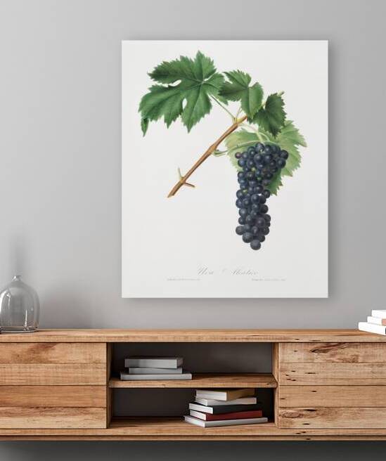 Black Aleatico grape Vitis vinifera from Pomona Italiana 1817 - 1839 by Giorgio Gallesio 1772-1839.  by IStockHistory com