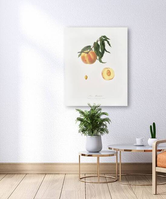 Peach Prunus persica from Pomona Italiana 1817 - 1839 by Giorgio Gallesio 1772-1839.  by IStockHistory com