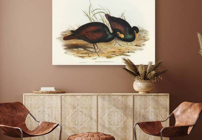 Gnathodon Gnathodon strigirostris illustrated by Elizabeth Gould 1804–1841 for John Gould’s 1804-1881 Birds of Australia  by IStockHistory com