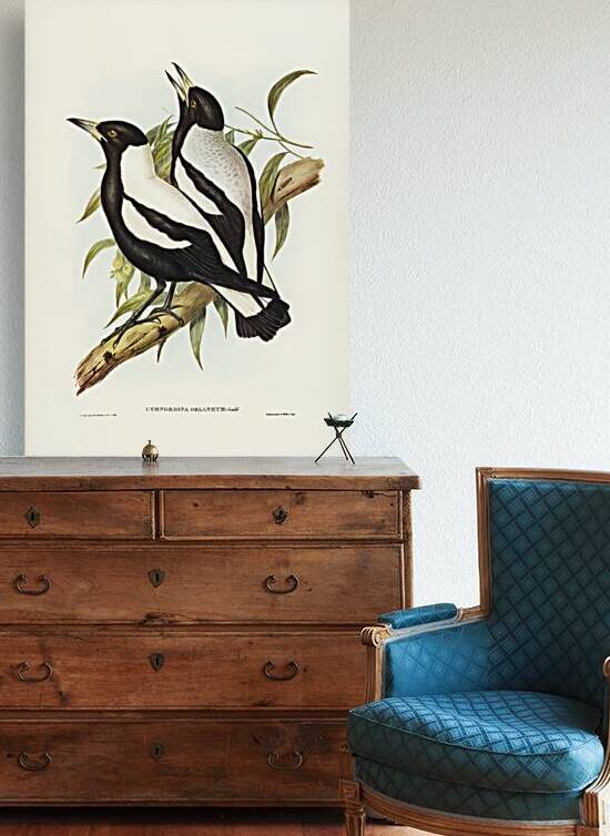 Tasmanian Crow-Shrike Gymnorhina organicum illustrated by Elizabeth Gould 1804–1841 for John Gould’s 1804-1881 Birds of Australia  by IStockHistory com