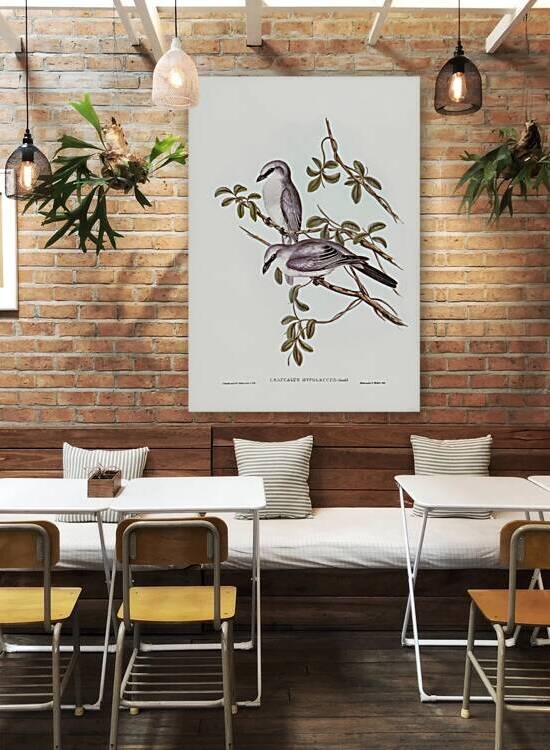 Brown Colluricincla Colluricincla brunnea illustrated by Elizabeth Gould 1804–1841 for John Gould’s 1804-1881 Birds of Australia  by IStockHistory com