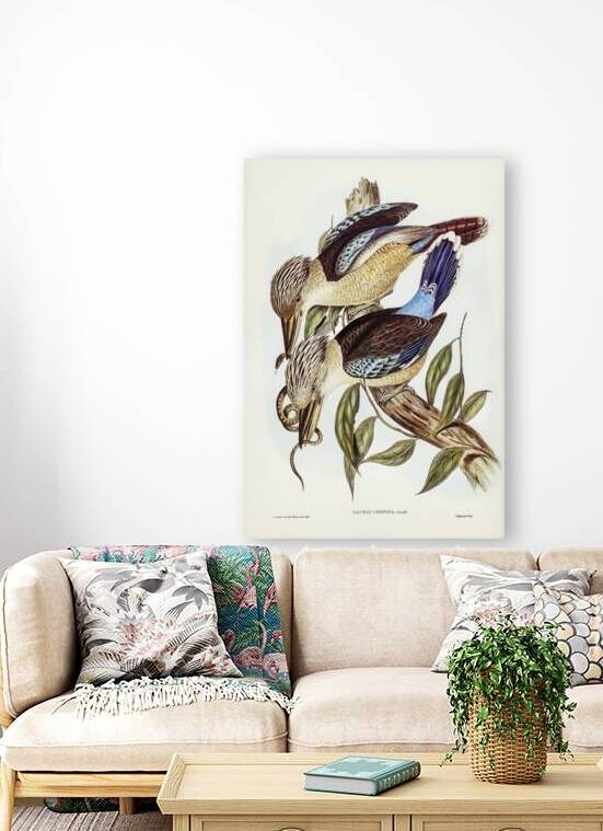 Fawn-breasted Kingfisher Dacelo corvina illustrated by Elizabeth Gould 1804–1841 for John Gould’s 1804-1881 Birds of Australia  by IStockHistory com