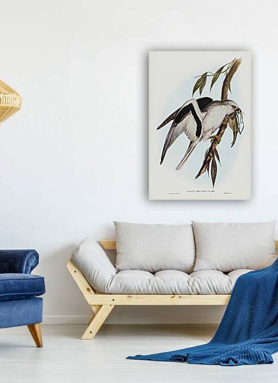 Letter-winged Kite Elanus sciptus illustrated by Elizabeth Gould 1804–1841 for John Gould’s 1804-1881 Birds of Australia  by IStockHistory com