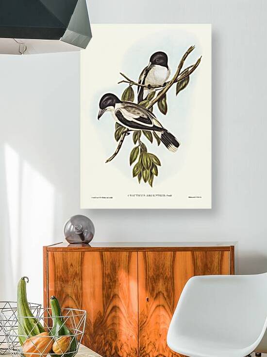 Silvery-backed Butcher-Bird Cracticus argenteus illustrated by Elizabeth Gould 1804–1841 for John Gould’s 1804-1881 Birds of Australia  by IStockHistory com