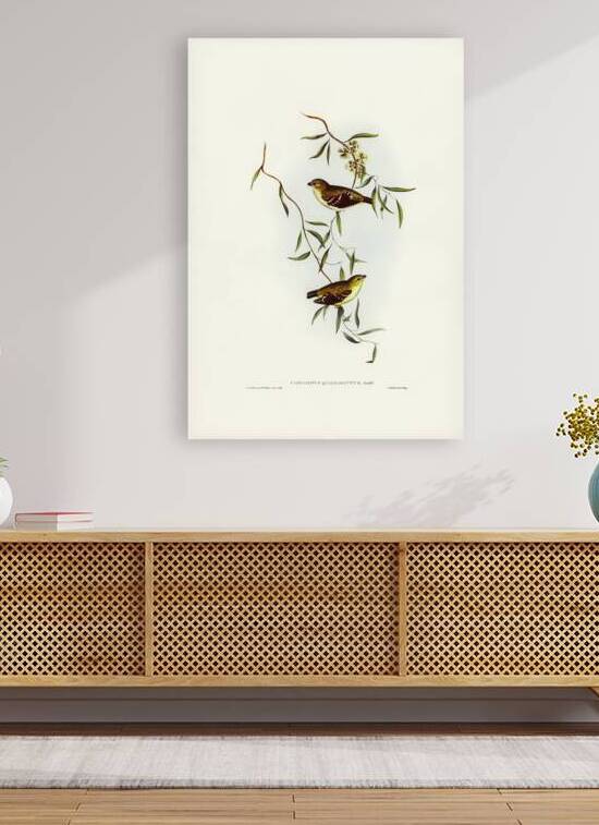 Forty-spotted Pardalote Pardalotus quadragintus illustrated by Elizabeth Gould 1804–1841 for John Gould’s 1804-1881 Birds of Australia  by IStockHistory com