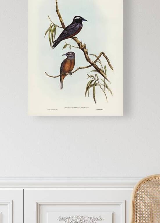 White-eyebrowed Wood Swallow Artamus supercilious illustrated by Elizabeth Gould 1804–1841 for John Gould’s 1804-1881 Birds of Australia  by IStockHistory com