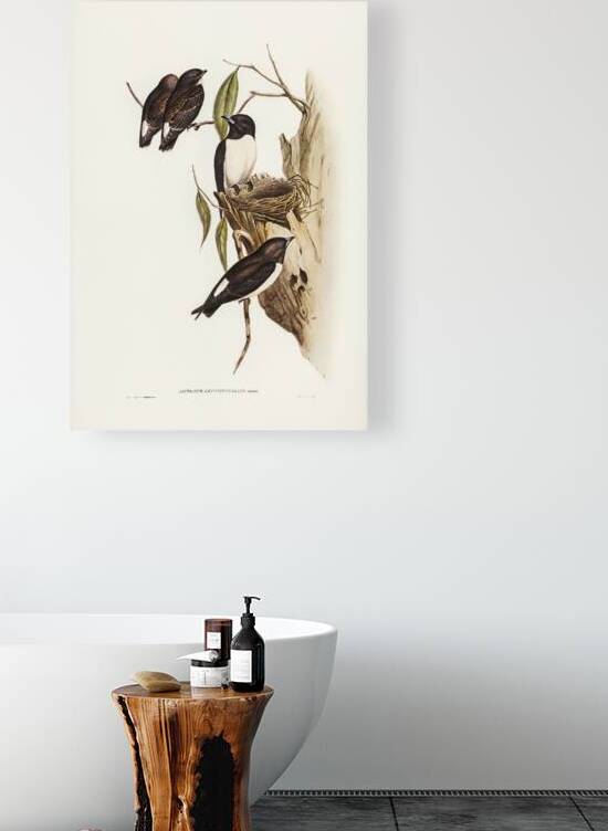 White-rumped Wood Swallow illustrated by Elizabeth Gould 1804–1841 for John Gould’s 1804-1881 Birds of Australia  by IStockHistory com