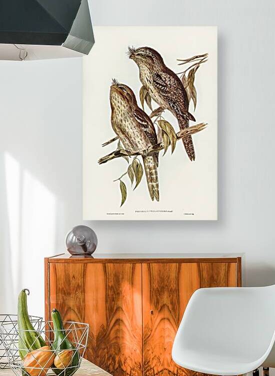 Podargus Phalaenoides and Moth-plumaged Podargus Gould Iillustrated by Elizabeth Gould 1804–1841 for John Gould’s 1804-1881 Birds of Australia  by IStockHistory com