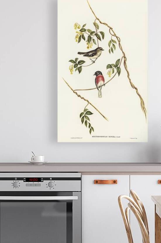 Rose-breasted Wood-robin Erythrodryas rosea illustrated by Elizabeth Gould 1804–1841 for John Gould’s 1804-1881 Birds of Australia  by IStockHistory com