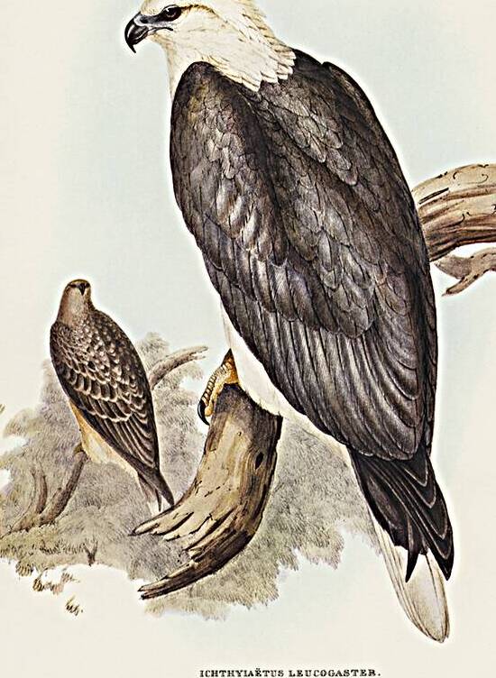 White-bellied Sea Eagle Ichthyiaetus leucosternus illustrated by Elizabeth Gould 1804–1841 for John Gould’s 1804-1881 Birds of Australia  by IStockHistory com