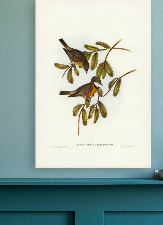 Lunated Pachycephala Pachycephala falcata illustrated by Elizabeth Gould 1804–1841 for John Gould’s 1804-1881 Birds of Australia  by IStockHistory com