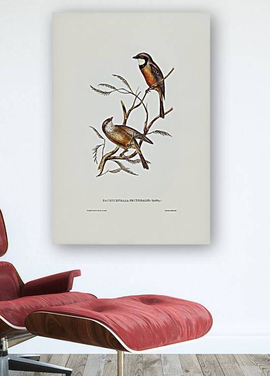 Banded Thickhead Pachycephala pectoralis illustrated by Elizabeth Gould 1804–1841 for John Gould’s 1804-1881 Birds of Australia  by IStockHistory com