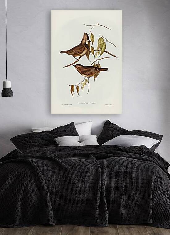 Crested Oreoica Oreoica gutturalis illustrated by Elizabeth Gould 1804–1841 for John Gould’s 1804-1881 Birds of Australia  by IStockHistory com