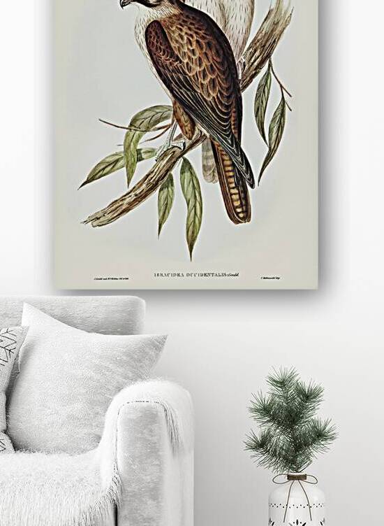 Westren Brown Hawk Ieracidea occidentalis illustrated by Elizabeth Gould 1804–1841 for John Gould’s 1804-1881 Birds of Australia  by IStockHistory com