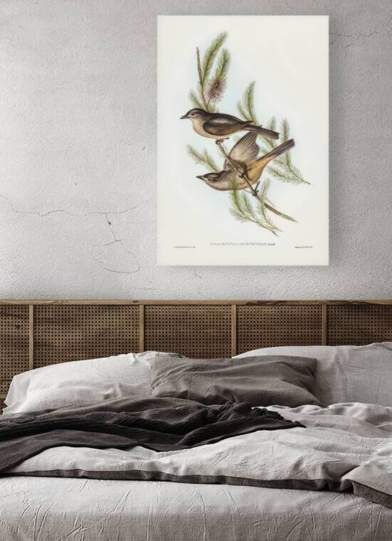 Buff-bellied shrike-thrush Colluricincla rufiventris illustrated by Elizabeth Gould 1804–1841 for John Gould’s 1804-1881 Birds of Australia  by IStockHistory com