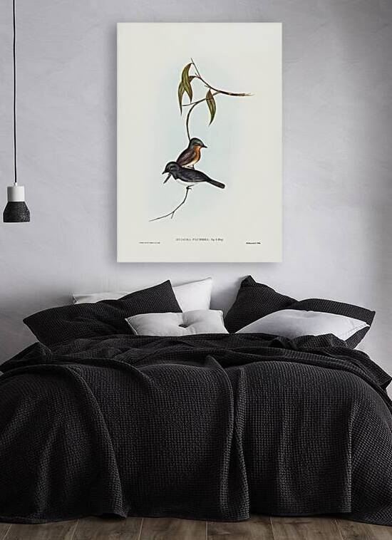 Plumbeous Flycatcher Myiagra plumbea illustrated by Elizabeth Gould 1804–1841 for John Gould’s 1804-1881 Birds of Australia  by IStockHistory com