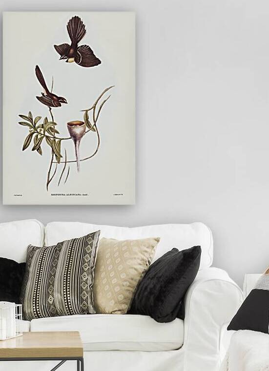 White-shafted Fantail Rhipidura albiscapa illustrated by Elizabeth Gould 1804–1841 for John Gould’s 1804-1881 Birds of Australia  by IStockHistory com