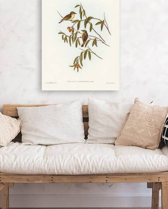 Green-backed Gerygone Gerygone chloronotus illustrated by Elizabeth Gould 1804–1841 for John Gould’s 1804-1881 Birds of Australia  by IStockHistory com