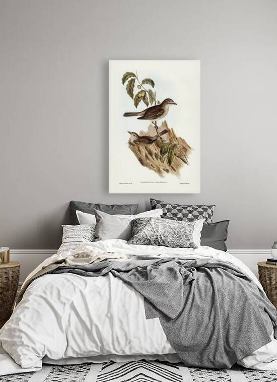 Harmonious Colluricincla Colluricincla harmonica illustrated by Elizabeth Gould 1804–1841 for John Gould’s 1804-1881 Birds of Australia  by IStockHistory com