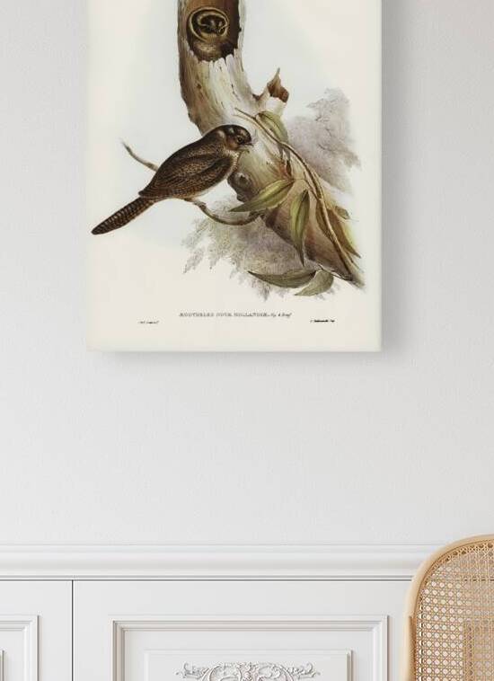 Owlet Nightjar Aegotheles nova-hollandie illustrated by Elizabeth Gould 1804–1841 for John Gould’s 1804-1881 Birds of Australia  by IStockHistory com