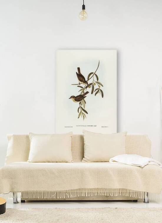 Plain-coloured Pachycephala Pachycephala simplex illustrated by Elizabeth Gould 1804–1841 for John Gould’s 1804-1881 Birds of Australia  by IStockHistory com