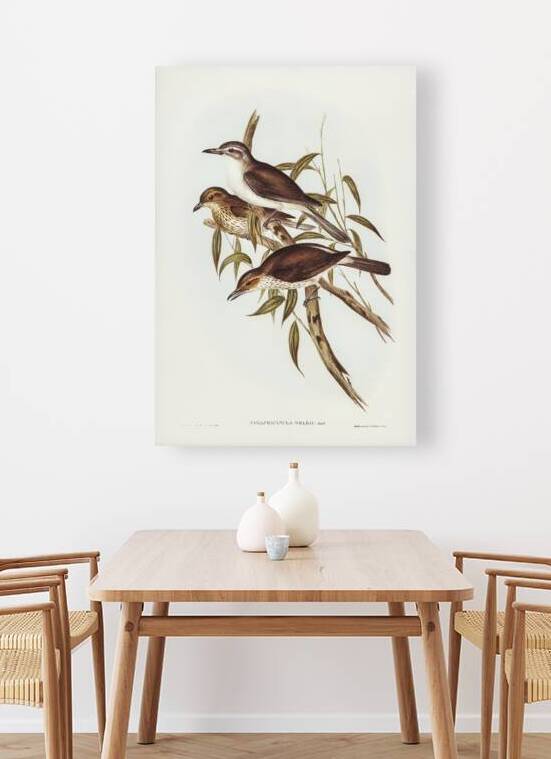 Selby’s Colluricincla Colluricincla Selbii illustrated by Elizabeth Gould 1804–1841 for John Gould’s 1804-1881 Birds of Australia  by IStockHistory com