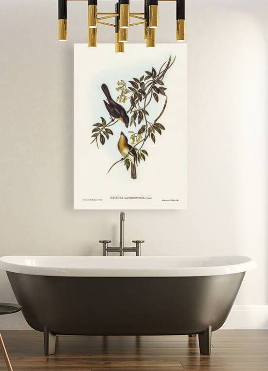 Broad-billed Flycatcher Myiagra latirostris illustrated by Elizabeth Gould 1804–1841 for John Gould’s 1804-1881 Birds of Australia  by IStockHistory com