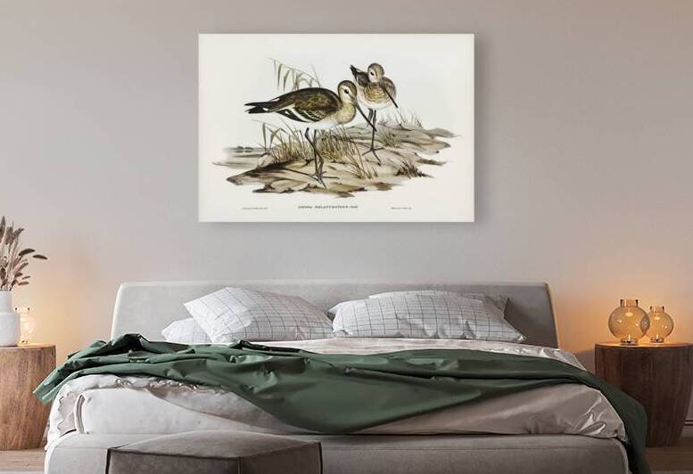 Black-tailed Godwit Limosa Melanuroides illustrated by Elizabeth Gould 1804–1841 for John Gould’s 1804-1881 Birds of Australia  by IStockHistory com