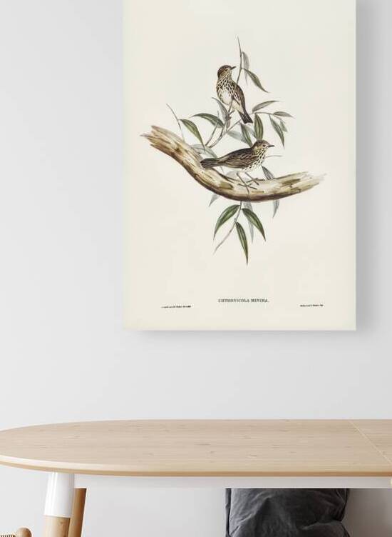 Little chthonicola chthonicola minima illustrated by Elizabeth Gould 1804–1841 for John Gould’s 1804-1881 Birds of Australia  by IStockHistory com