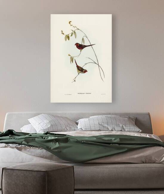 Crimson Finch Estrelda Phaeton illustrated by Elizabeth Gould 1804–1841 for John Gould’s 1804-1881 Birds of Australia  by IStockHistory com