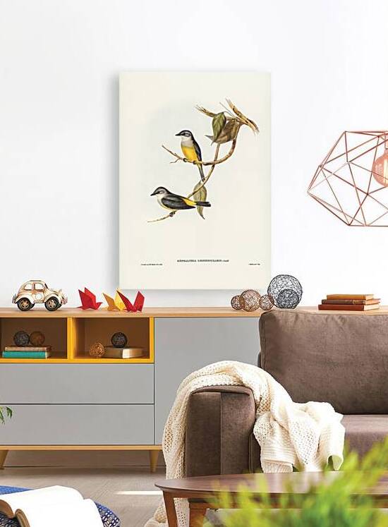 Grey-breasted Robin Eopsaltria griseogularis illustrated by Elizabeth Gould 1804–1841 for John Gould’s 1804-1881 Birds of Australia  by IStockHistory com